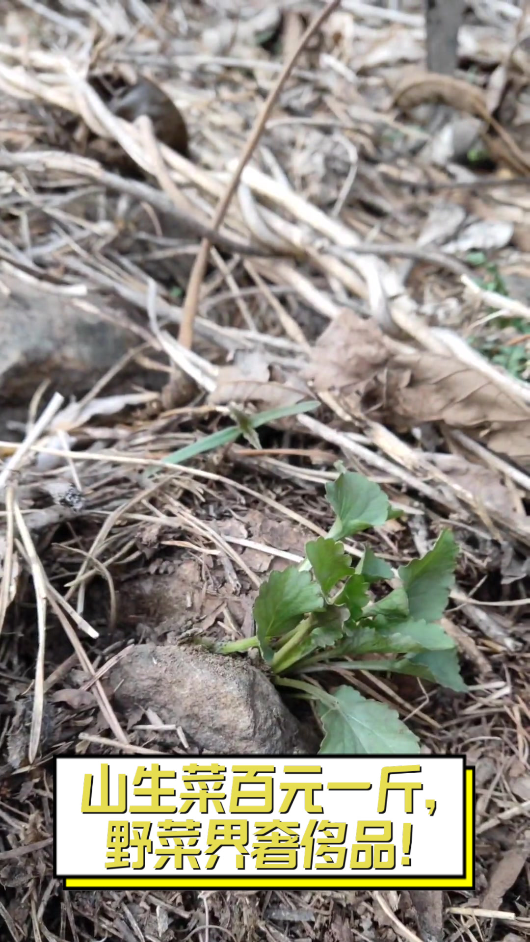 山生菜百元一斤，野菜界奢侈品！