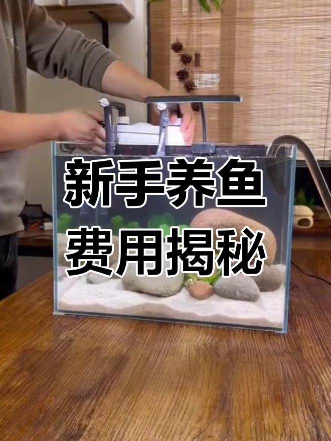 新手开缸全攻略:从鱼缸到造景,花费多少?
