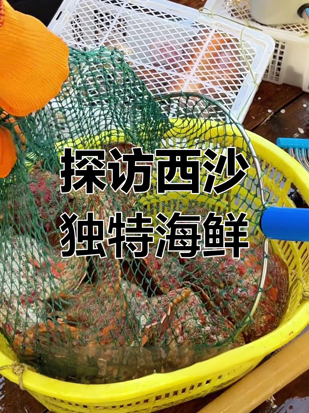 西沙渔民带你看珊瑚鹰嘴鱼,稀有海鲜大揭秘