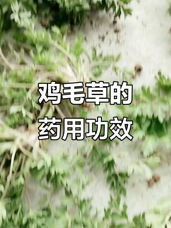 野外鸡毛草，滋补又清热，感冒、肠炎都能治