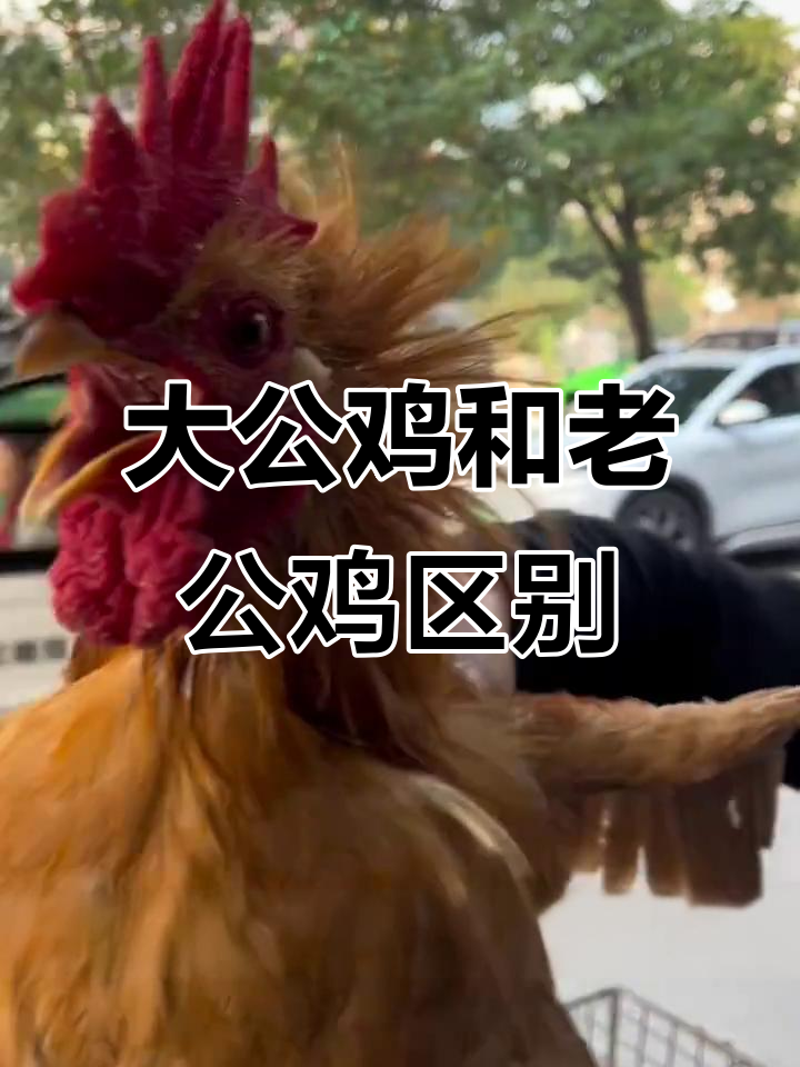 一秒钟辨别大公鸡与老公鸡，爪子有秘密！