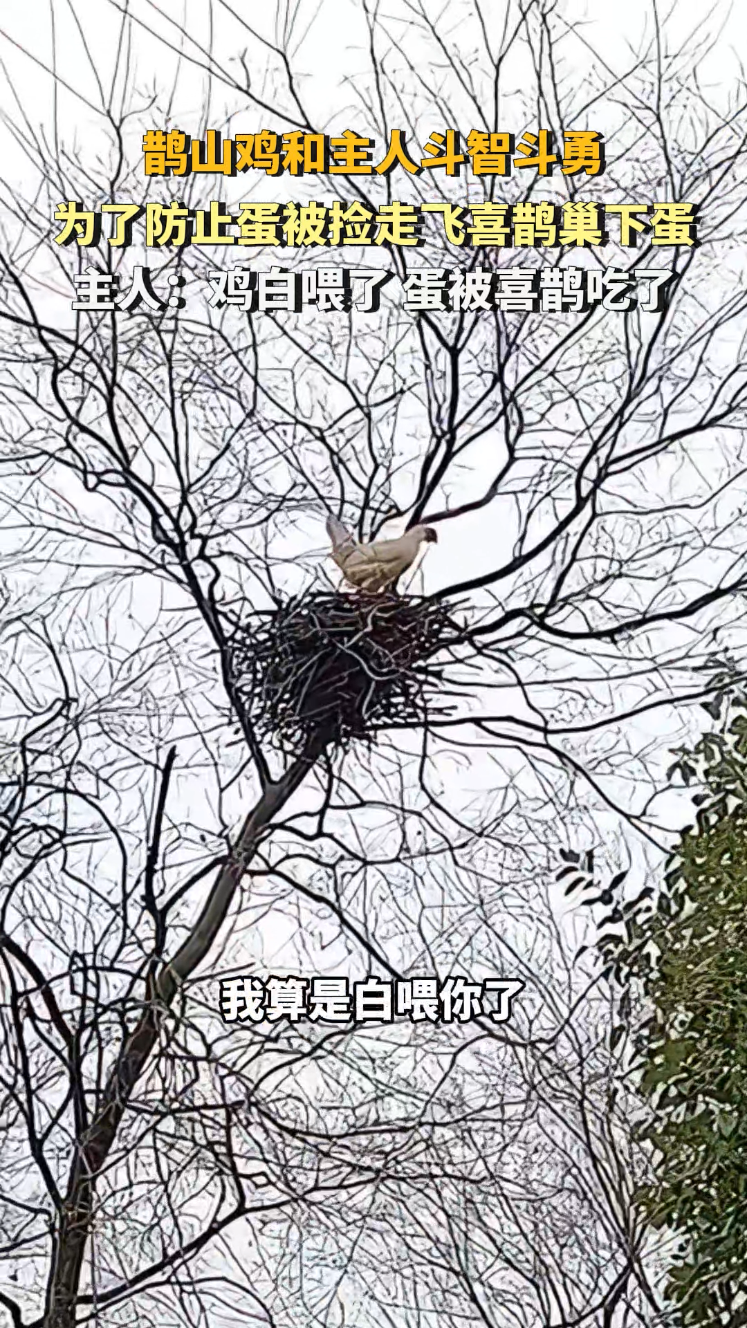 鹊山鸡和主人斗智斗勇,为了防止蛋被捡走飞喜鹊巢下蛋