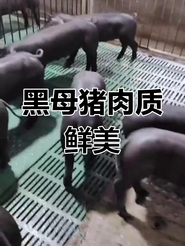 苏太黑母猪:瘦肉型耐粗饲,适合散养圈养的优质品种