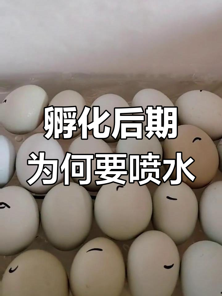 小鸡孵化后期喷水晾蛋的原理