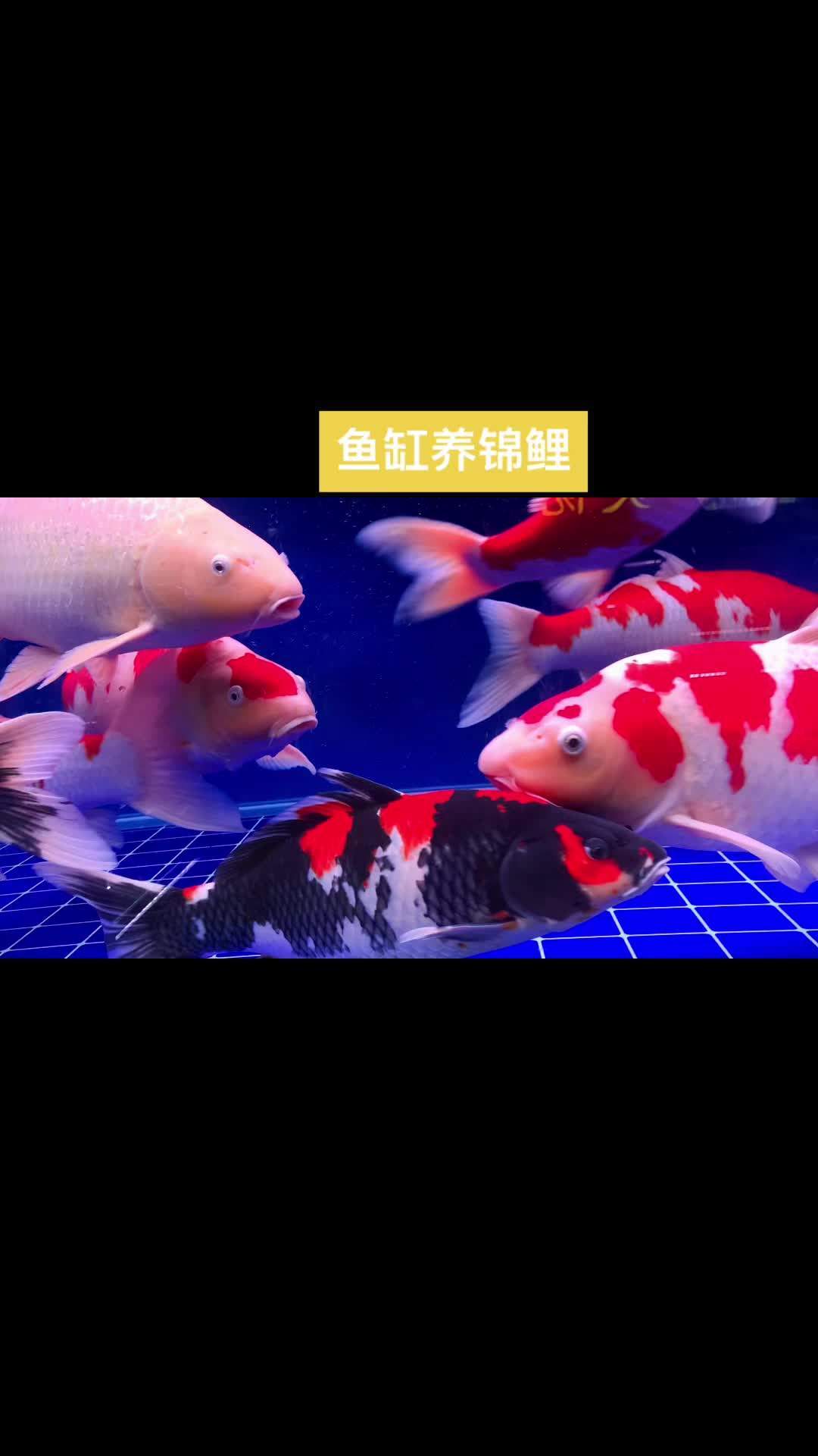 见锦鲤者发发发 好贵气的鲤鱼 观赏鱼品种大全 观赏鱼直播间 养鱼养心 养缸养锦鲤