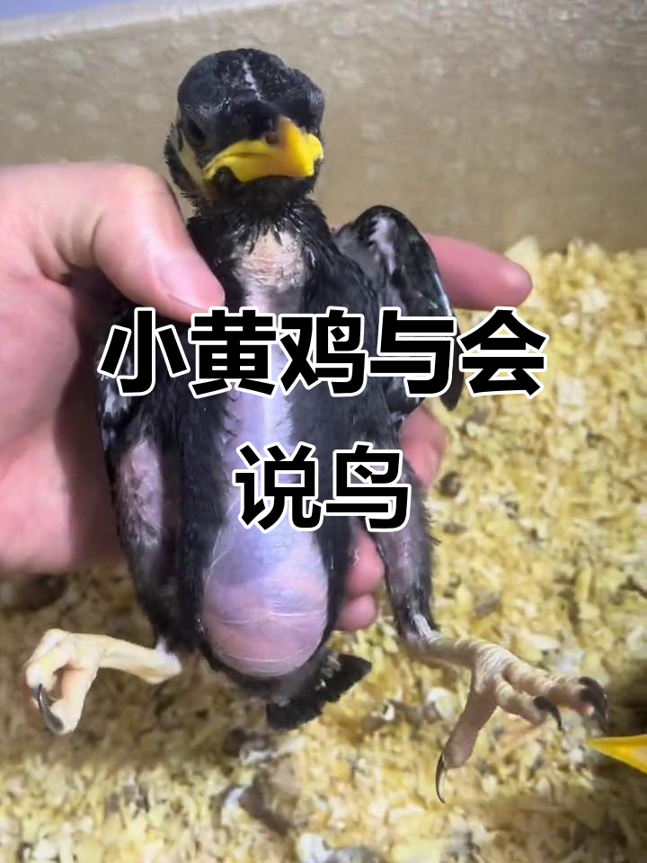 广州可提越南小黄鸡,会说话的鹩哥八哥等你来养