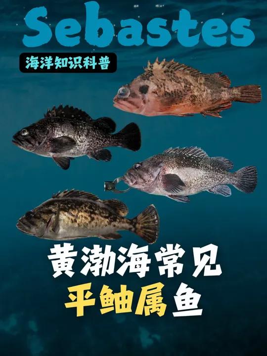 此黑鱼非彼黑鱼,盘点一下黄渤海常见平鲉属种类