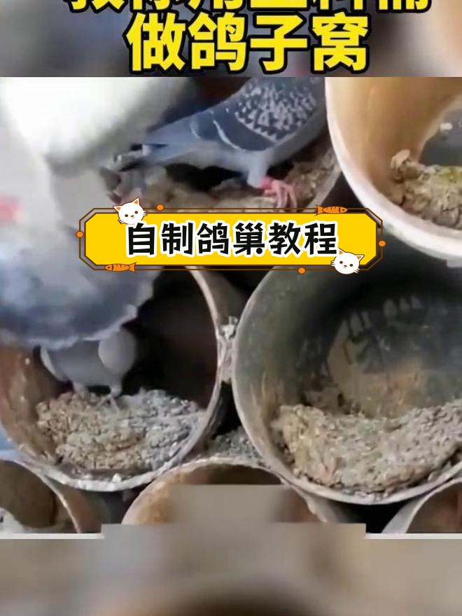 用塑料桶制作鸽子窝,简单又牢固