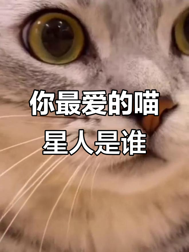 网红猫叫声大比拼,哪只让你心动?