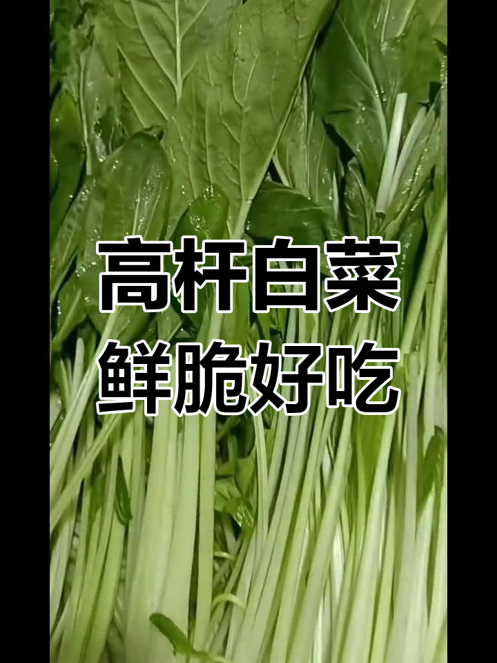 脆嫩高杆小白菜,吃杆不吃叶,口感超乎想象!