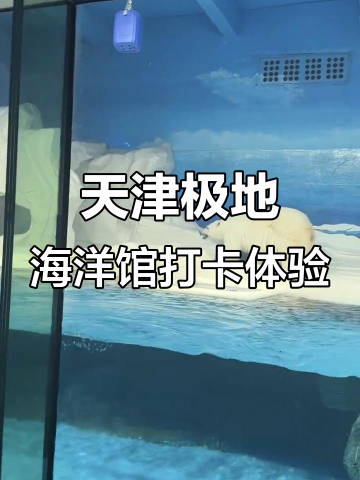 冬季亲子游天津极地海洋馆,北极熊、小企鹅超萌互动