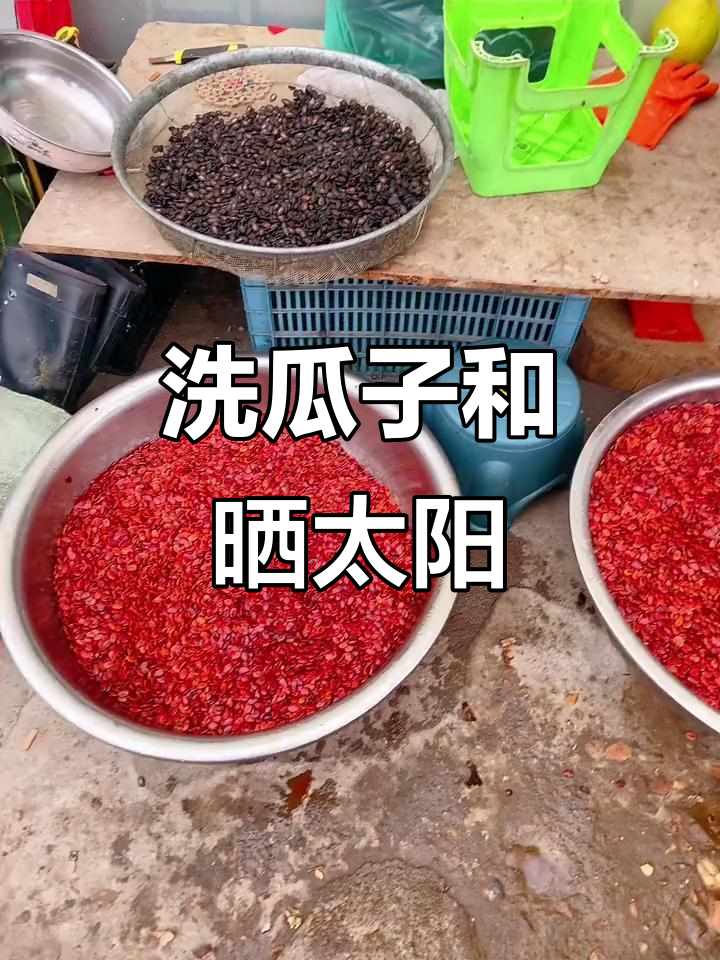 瓜子煮晒日常,红黑瓜子忙不停