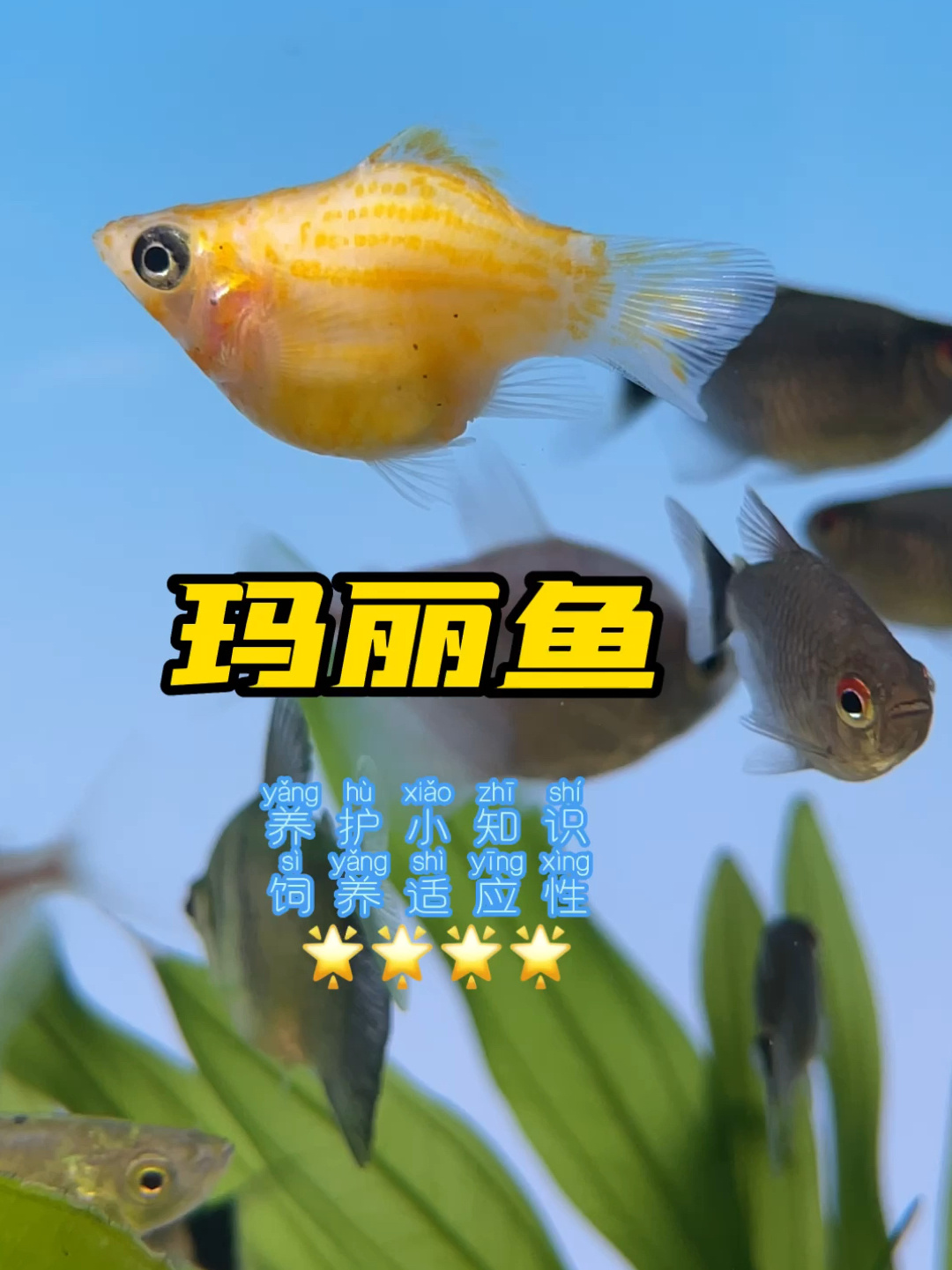 玛丽鱼养护小知识