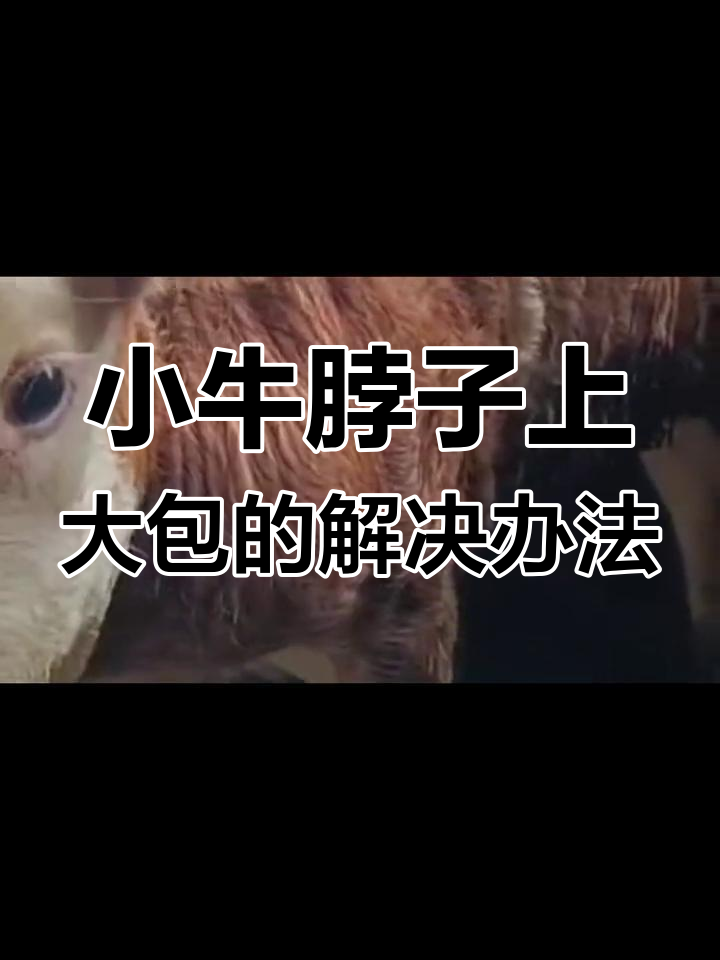 小牛脖子肿包处理全攻略,教你一步步操作
