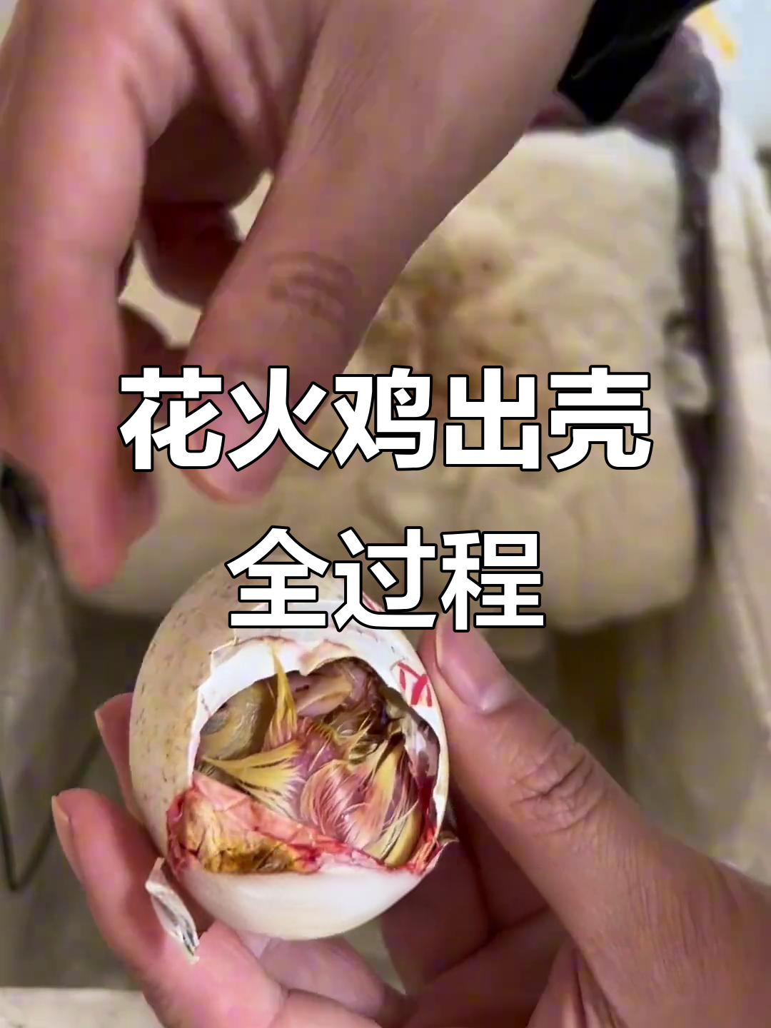 人工孵化花火鸡，出壳过程惊心动魄！