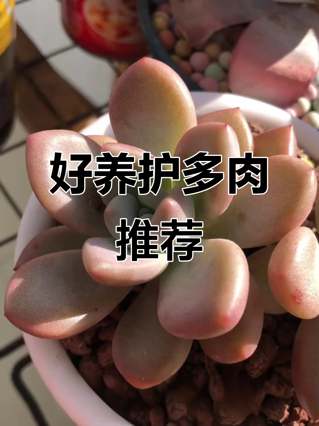 十大公认最好养的多肉植物,轻松上手!