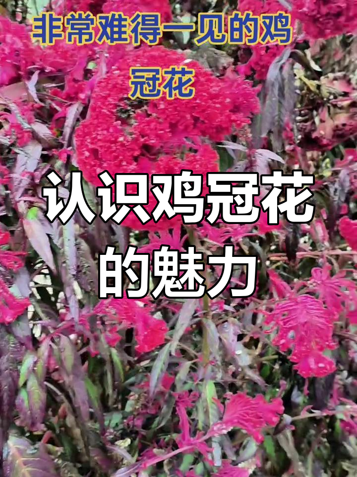 鸡冠花:美丽与价值并存,农村难得一见的植物