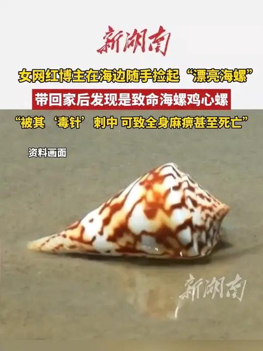 后怕！女网红海边徒手捡起致命鸡心螺，被鸡心螺毒针刺中可致麻痹甚至死亡