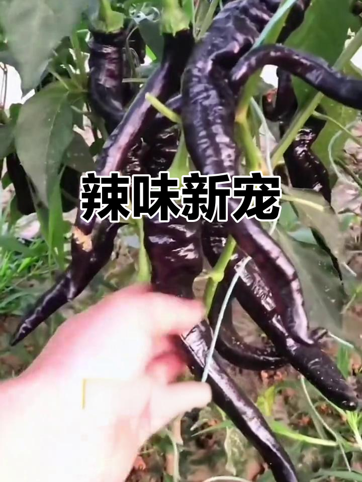 新品种辣味十足,皮薄肉厚,盆栽地栽皆宜!