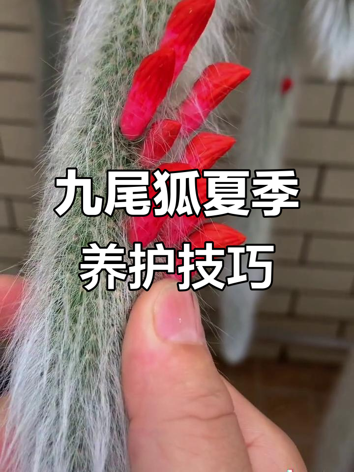 九尾狐多肉:夏季养护全攻略,轻松度过高温季节