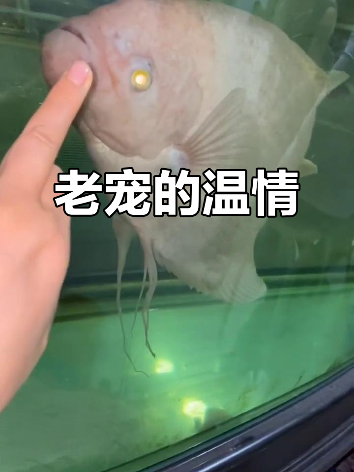 15年老宠“战船”依旧霸气,9斤重咬人却温柔得让人心化