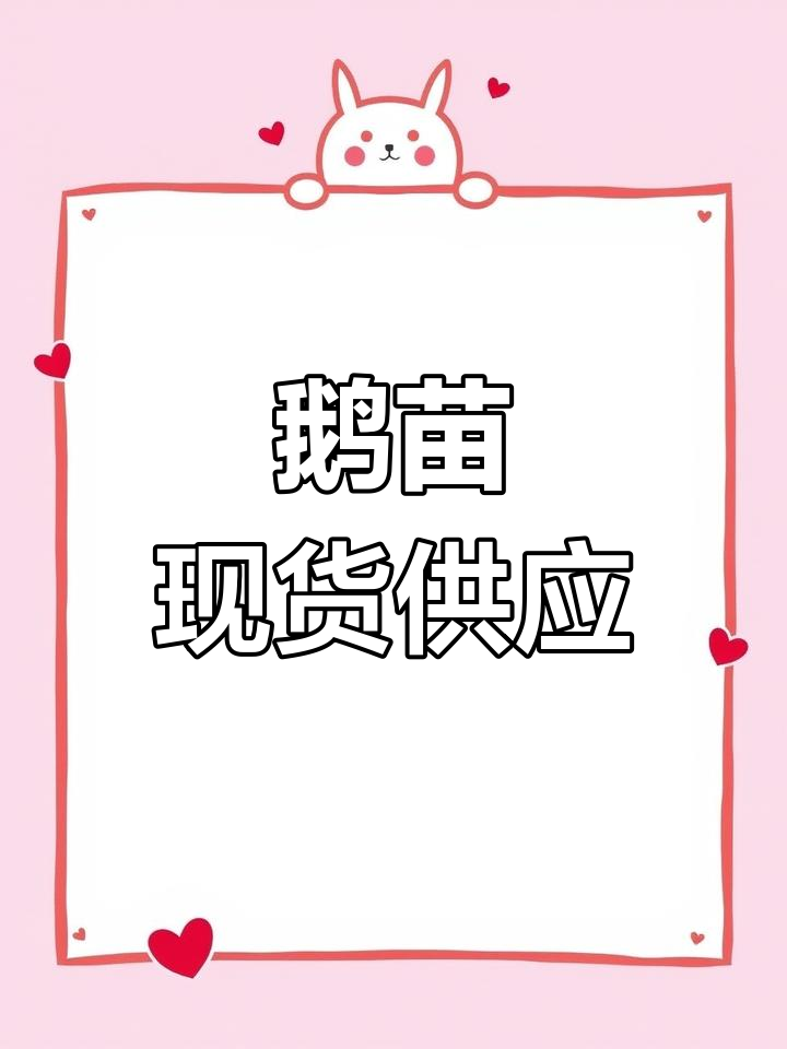 朗德鹅苗、狮头马岗,现货供应,全国发货