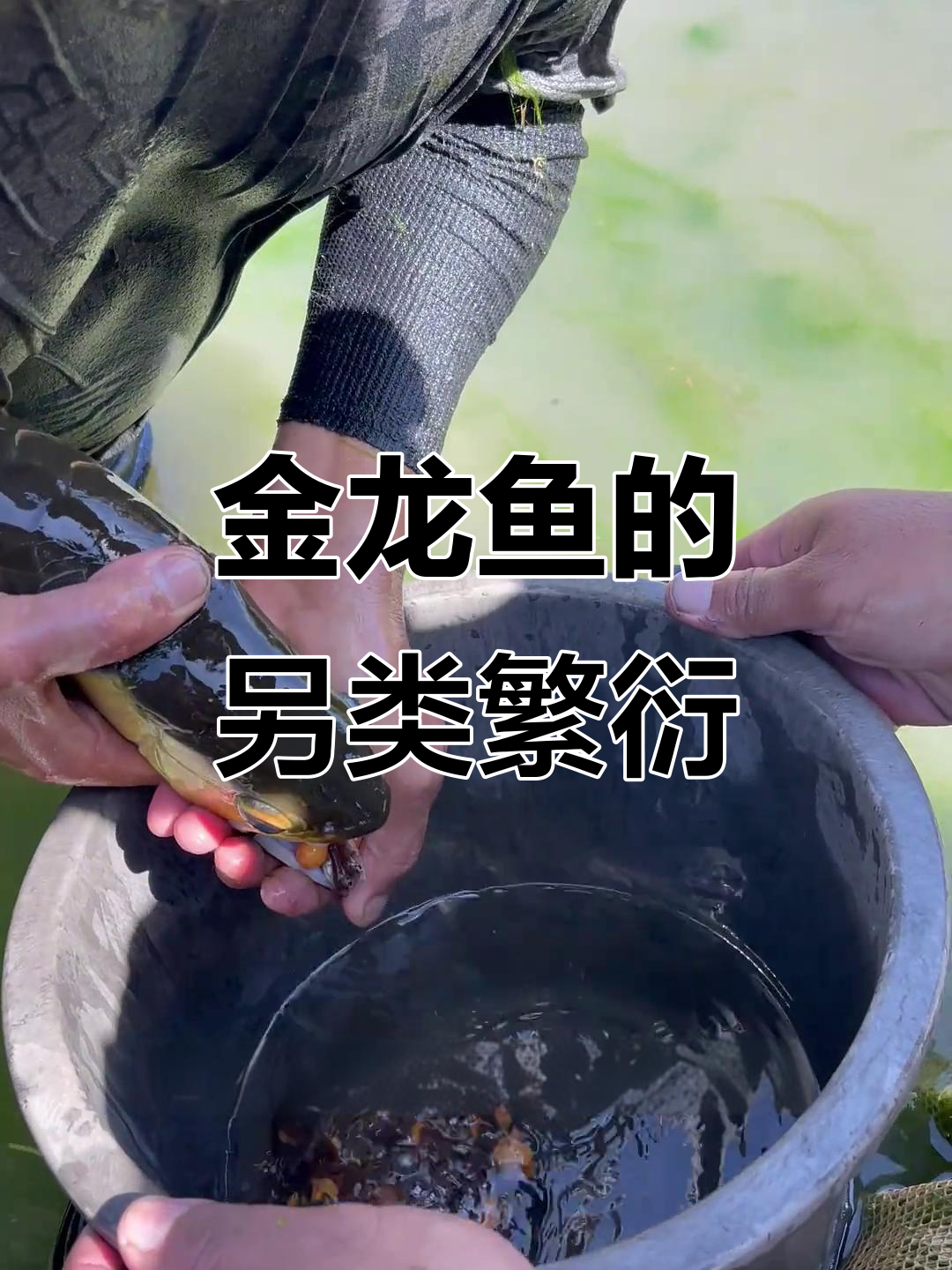 金龙鱼独特繁殖方式:将卵含在嘴里孵化