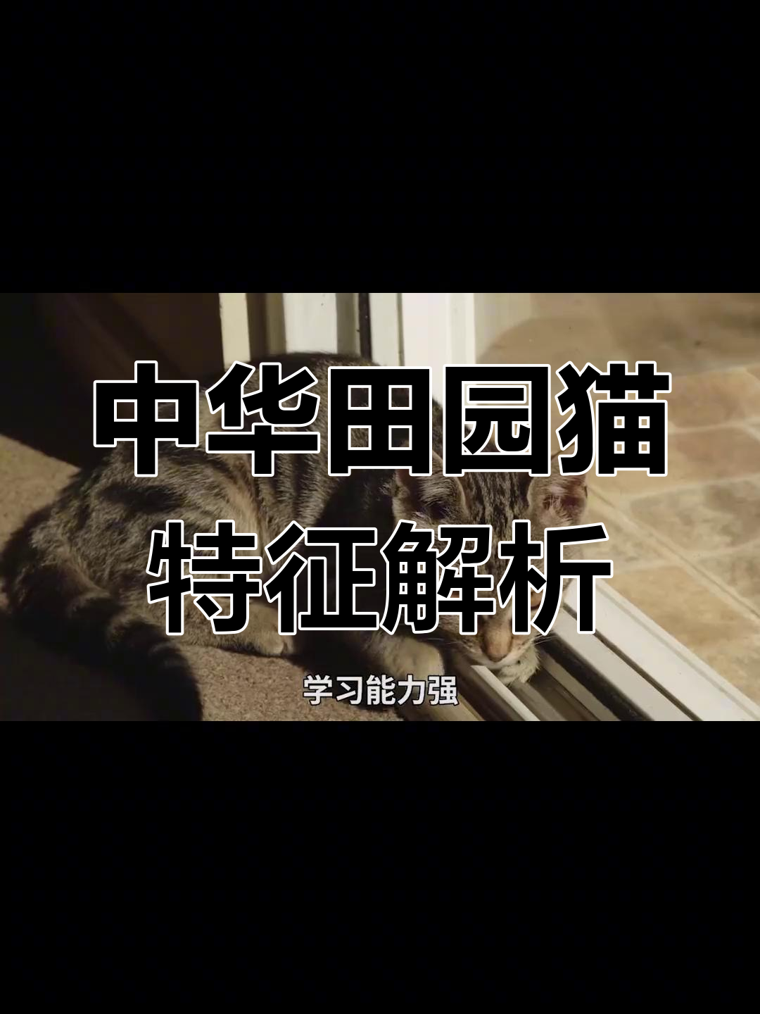 中华田园猫的品种与性格揭秘:橘猫、狸花猫大比拼