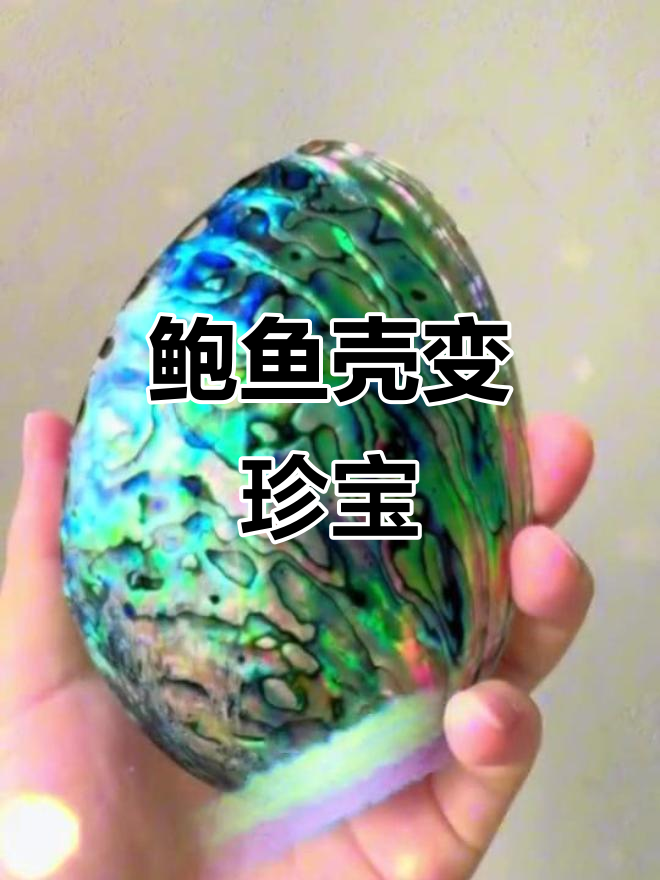 鲍鱼壳变身珍珠，手工打磨抛光，成就独特装饰品！