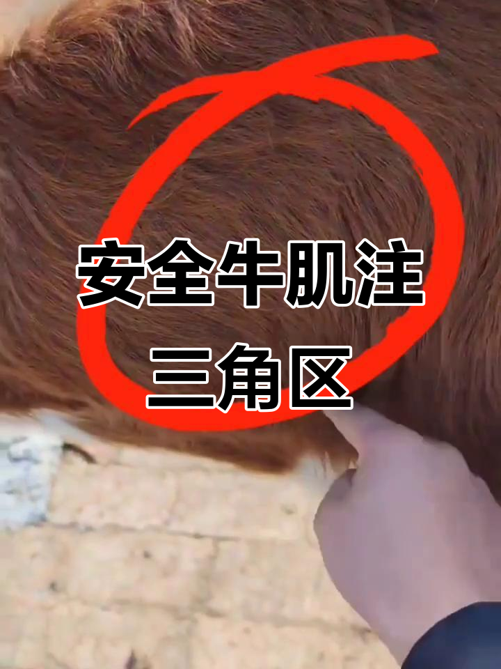 牛肌肉注射三角区详解,安全又精准