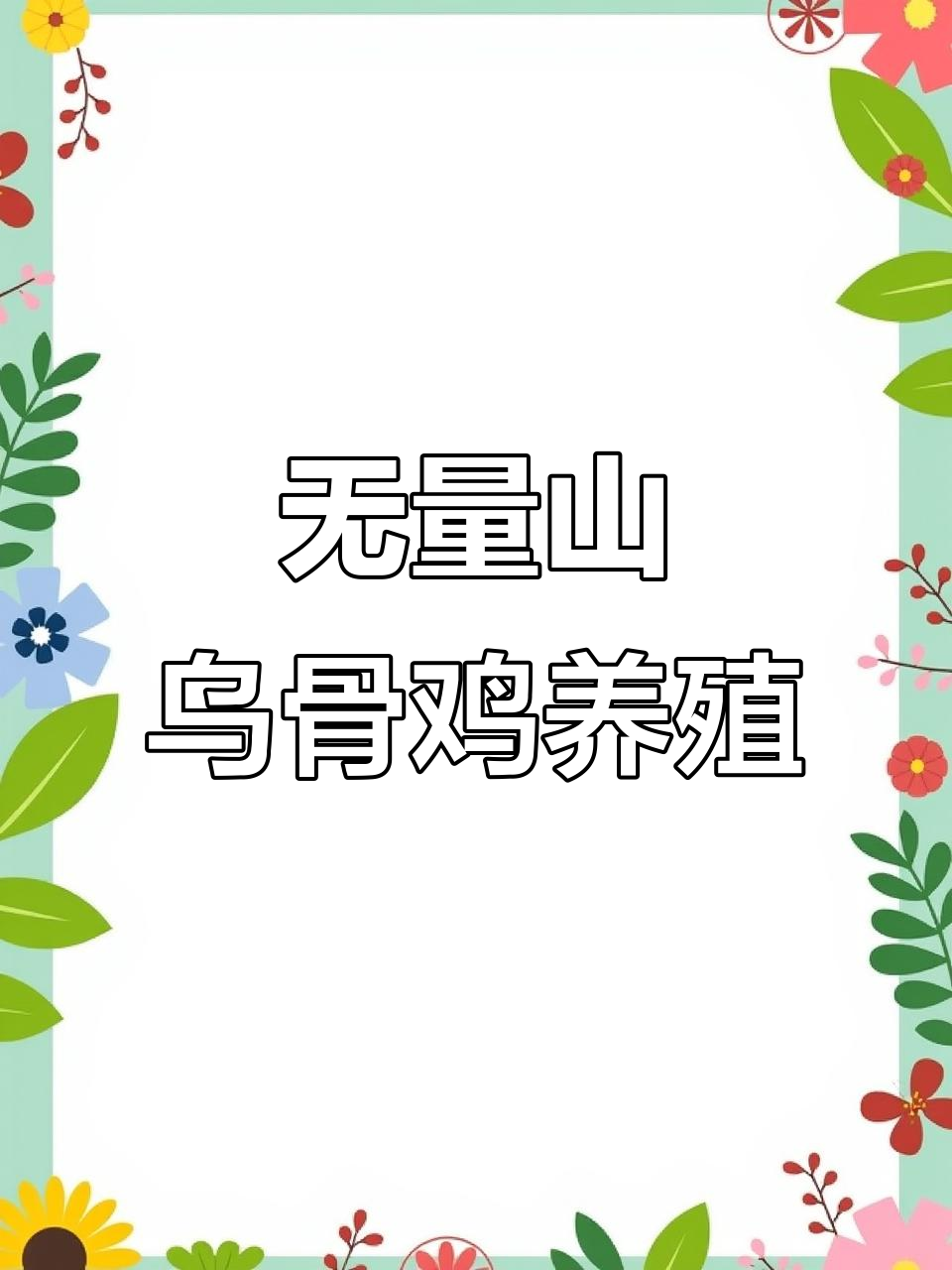 土鸡苗养殖创业，无量山乌骨鸡的致富之路