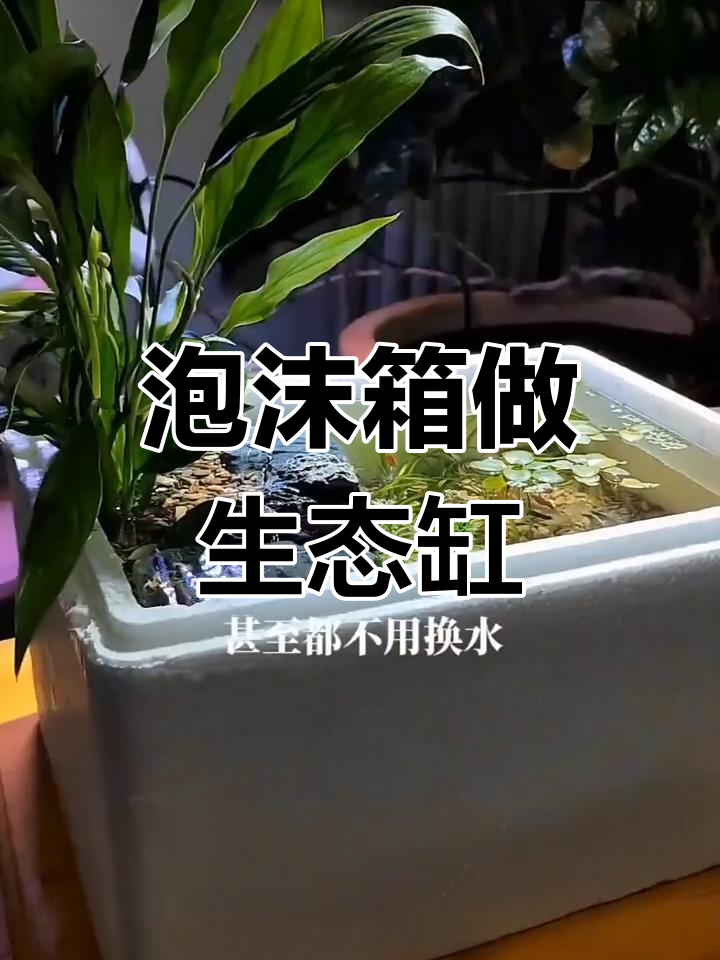 用泡沫箱打造生态鱼缸,简单又美观