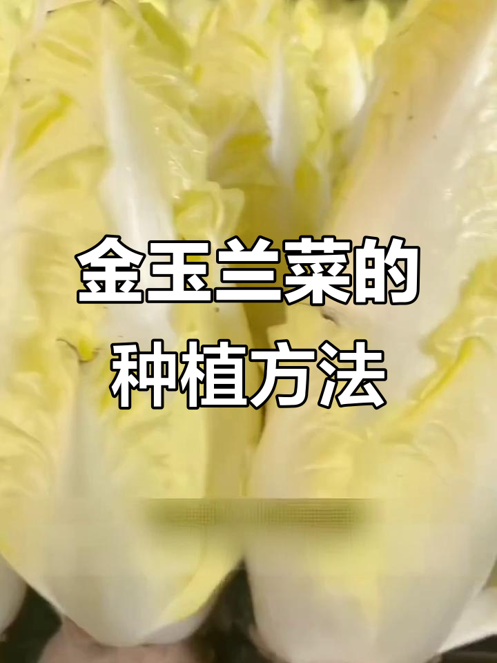 欧洲贵族蔬菜，金玉兰菜阳台种植技巧