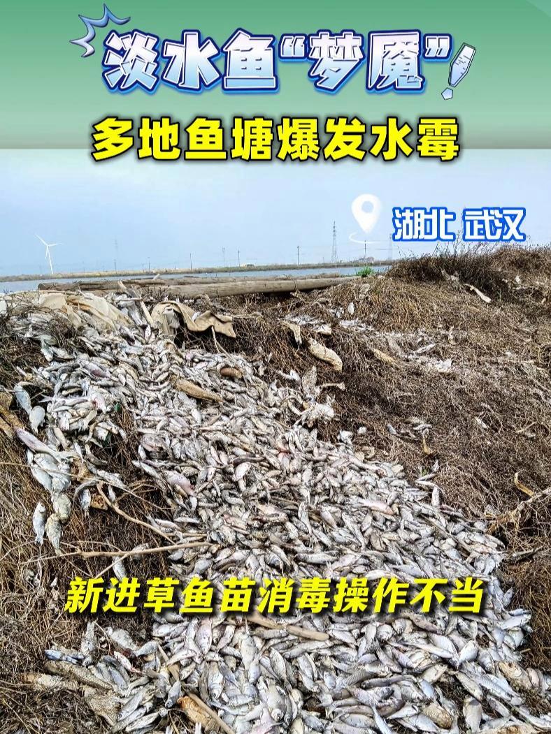 淡水鱼梦魇!湖北、江西等地鱼塘爆发水霉 鱼类水霉病 水产资讯 龙昌动保旗舰店