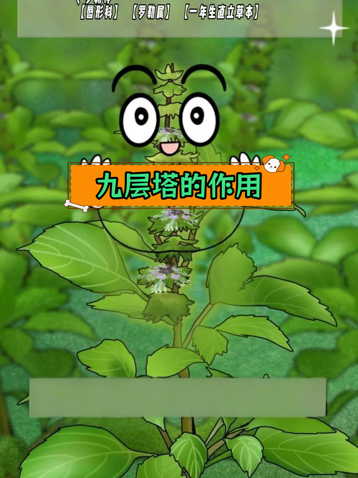九层塔的神秘功效与独特香气