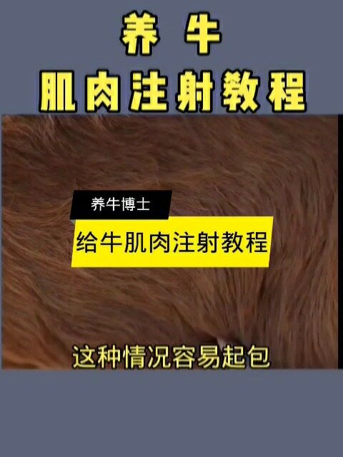 养牛肌肉注射教程