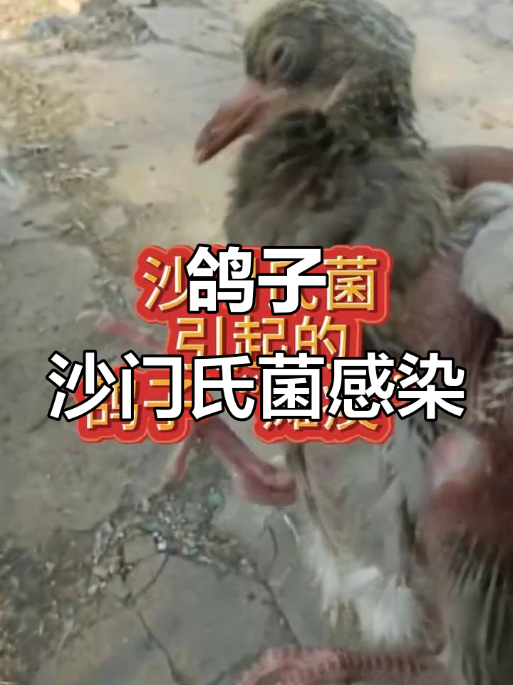 沙门氏菌感染致乳鸽瘫痪,症状与病理分析