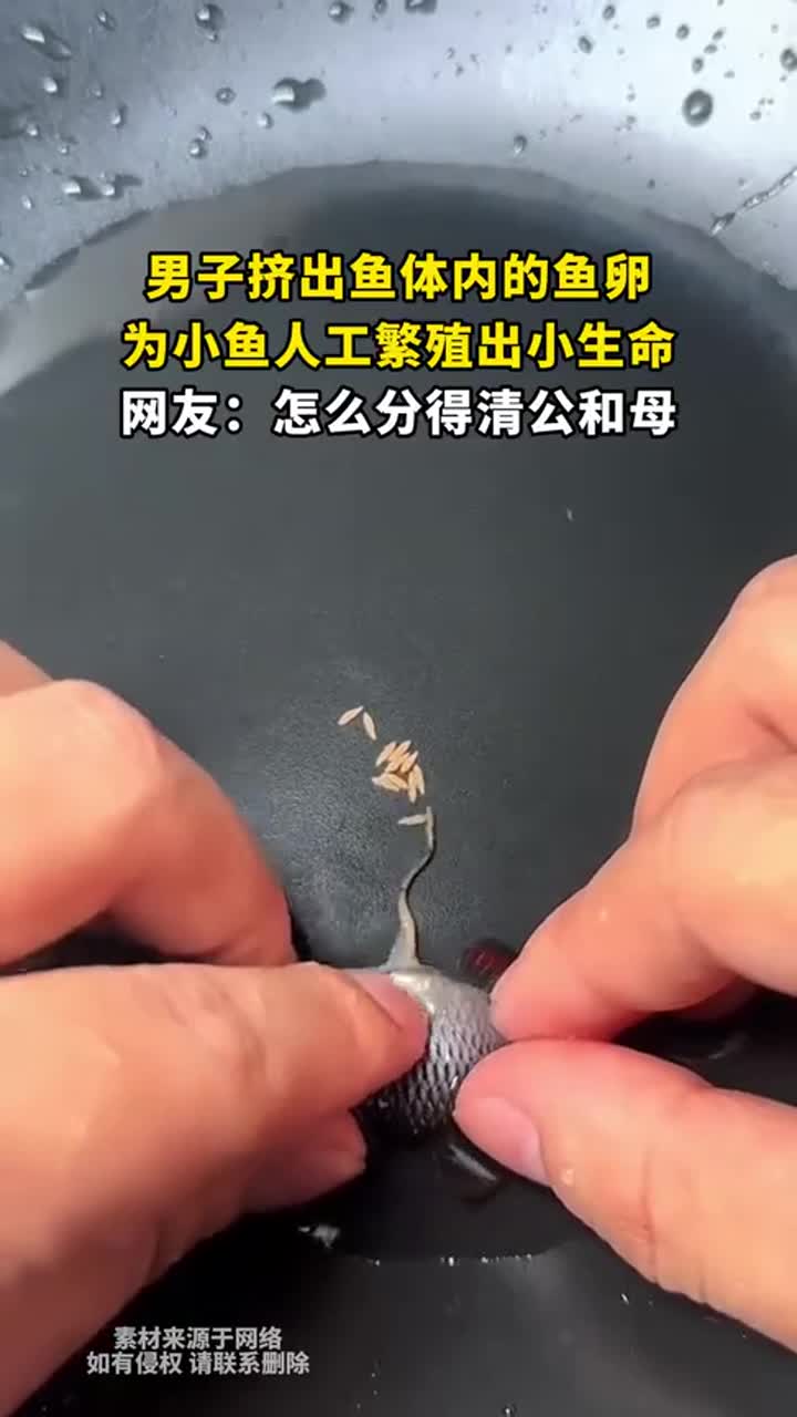 男子挤出鱼卵,人工助力小鱼繁衍新生命