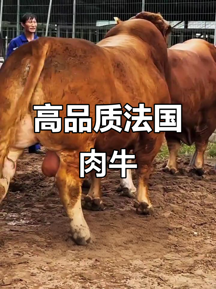 法国大型肉牛品种,肌肉丰满、生长迅速,适合高档牛肉生产
