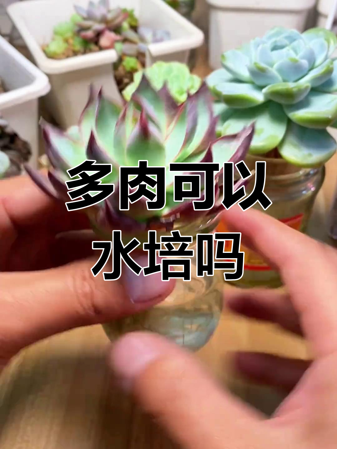 多肉植物水培能行吗？泡水里竟然不烂根，秘诀是什么