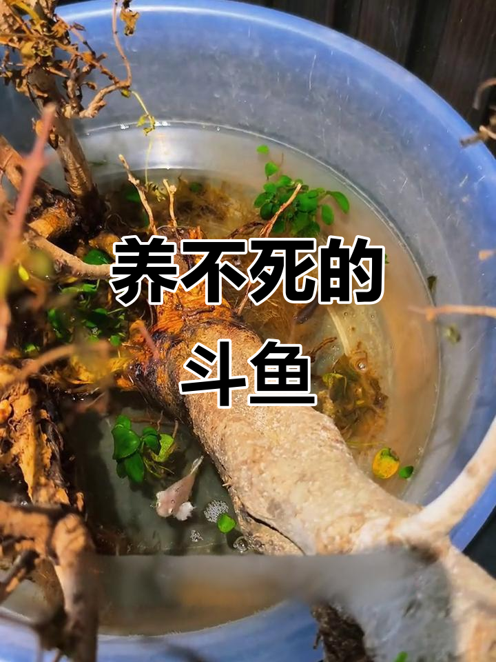 斗鱼生命力惊人,无打氧、过滤也能活得很好