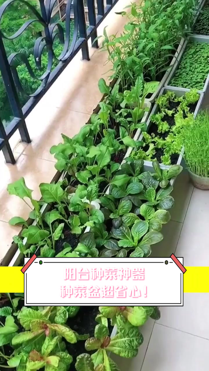 阳台种菜神器，种菜盆超省心！