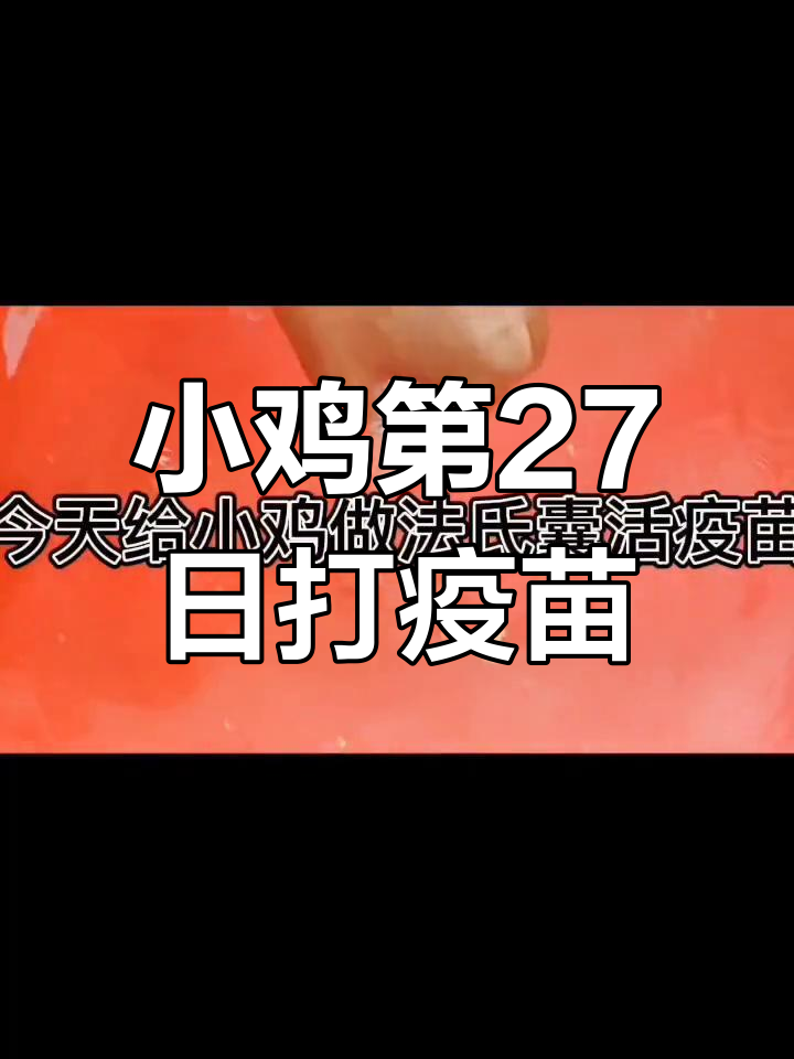 第27天给小鸡接种B87株法氏囊活疫苗,预防胜于治疗