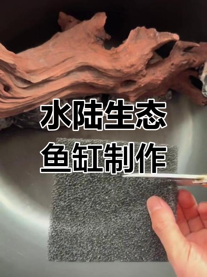 古法鱼缸搭建全流程,沉木与石头巧妙布局
