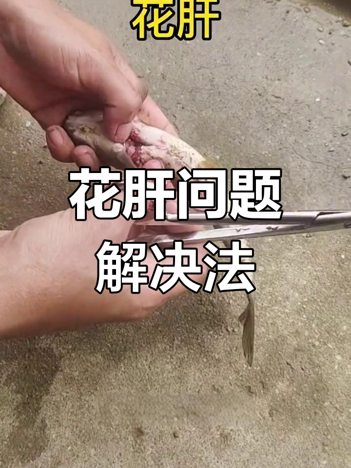 草鱼肝脏坏死,如何应对?