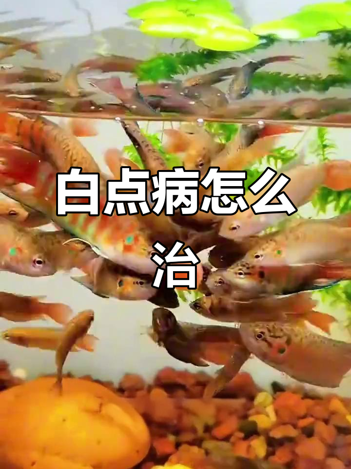 鱼得白点病怎么办?水霉菌感染如何治疗