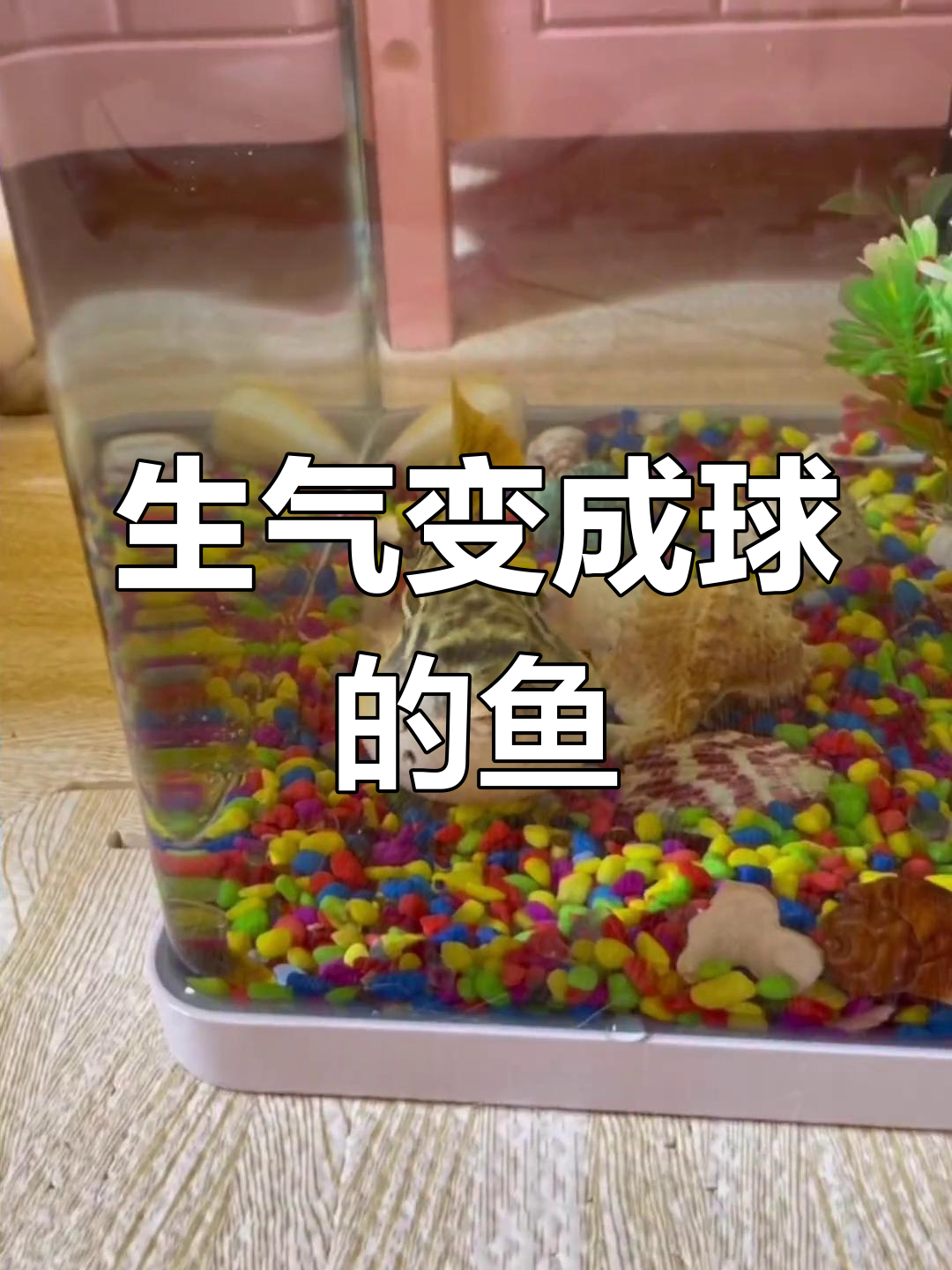 河豚生气变球,超萌反应让人忍俊不禁