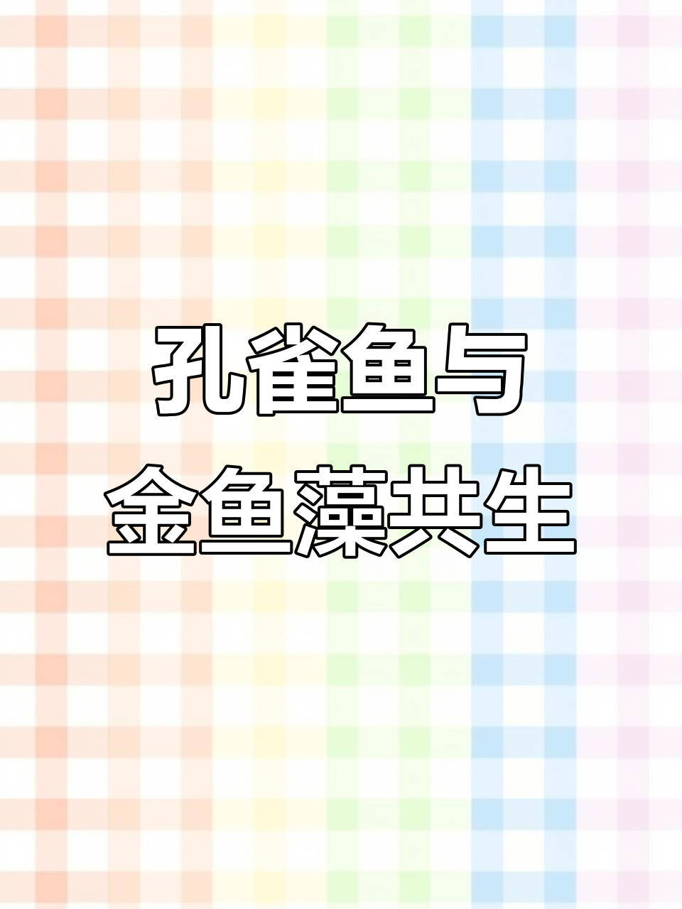 金鱼藻助力孔雀鱼自由繁殖,水质净化又藏身