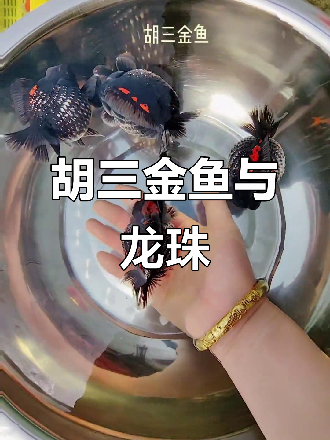龙珠与胡三金鱼的奇妙冒险