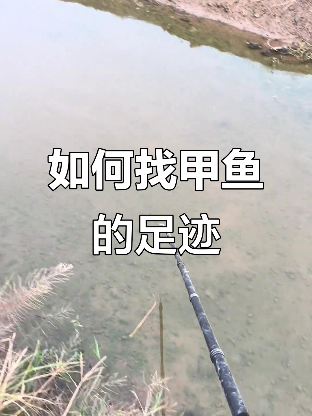 甲鱼踪迹大揭秘，如何通过脚印找到它们